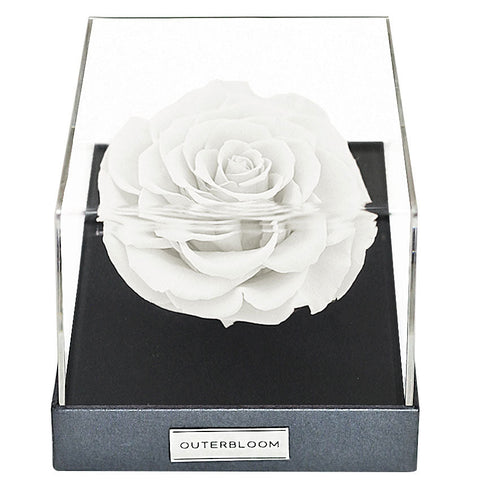 Astoria Momento - Angelic White