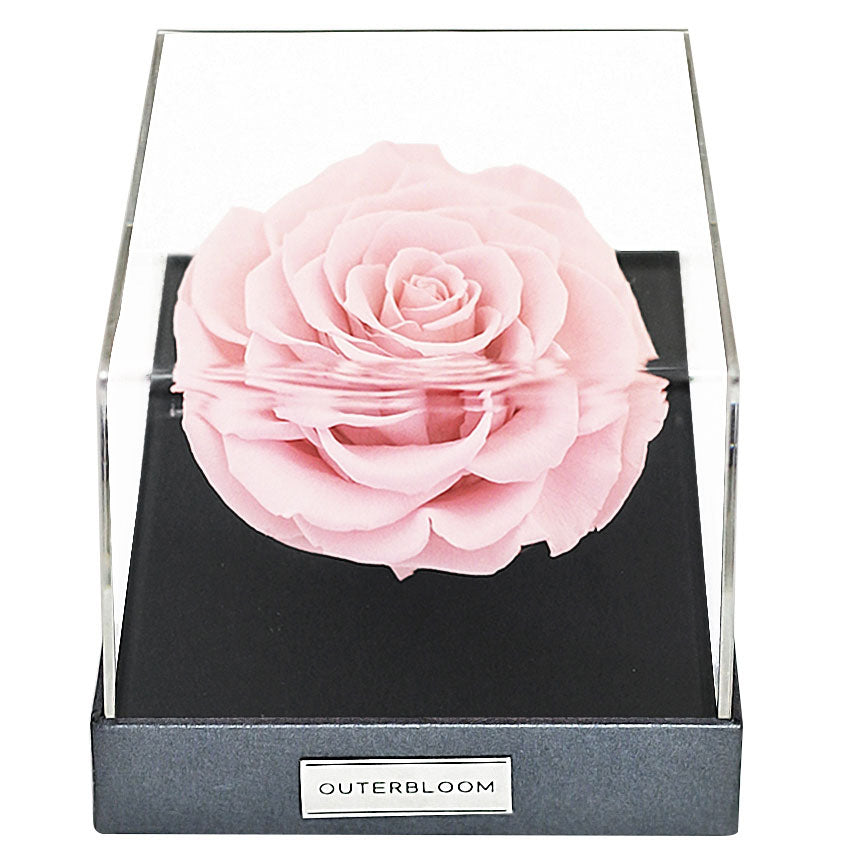 Astoria Momento - Innocent Pink