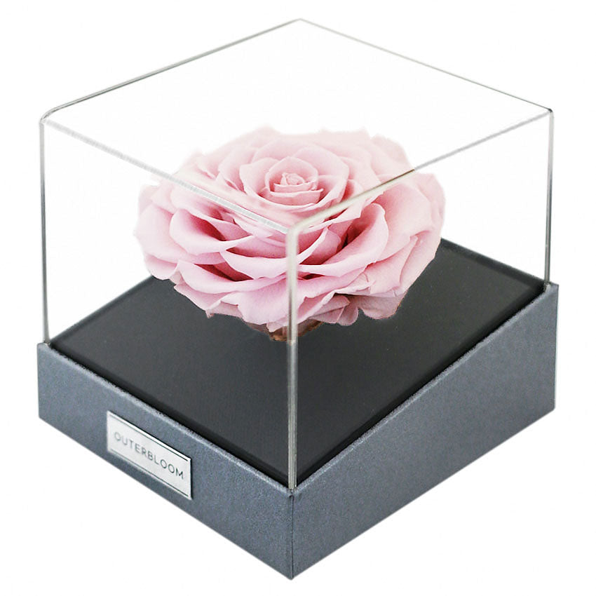 Astoria Momento - Innocent Pink