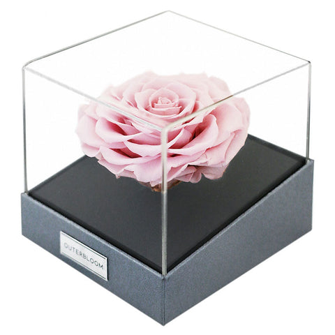 Astoria Momento - Innocent Pink