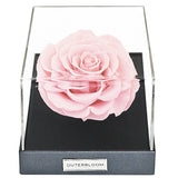 Astoria Momento - Innocent Pink