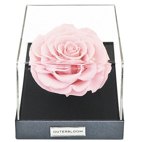 Astoria Momento - Innocent Pink