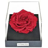 Outerbloom Lovestruck