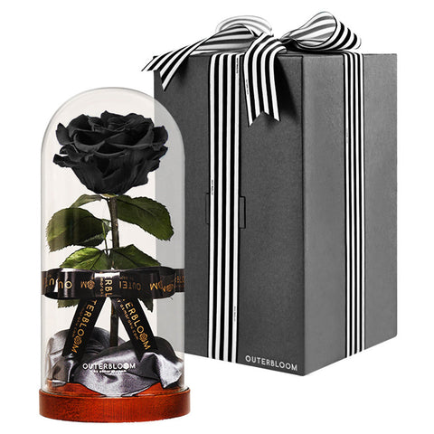 Enchanted Dome - Midnight Black