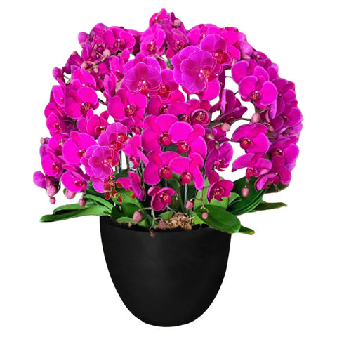 Luxury Purple Orchid Majesty in Vase