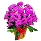 Luxury Purple Orchid Majesty in Vase