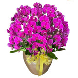 Luxury Purple Orchid Majesty in Vase