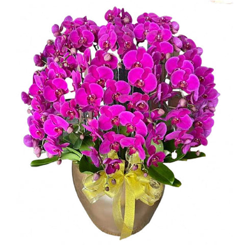 Luxury Purple Orchid Majesty in Vase