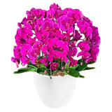 Luxury Purple Orchid Majesty in Vase