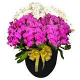 Luxury Mixed Orchid Majesty in Vase
