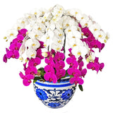 Luxury Mixed Orchid Majesty in Vase