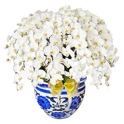 Luxury White Orchid Majesty in Vase