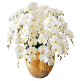 Luxury White Orchid Majesty in Vase