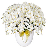 Luxury White Orchid Majesty in Vase