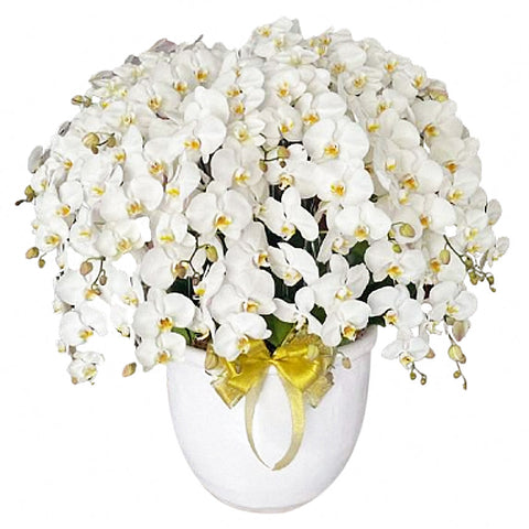 Luxury White Orchid Majesty in Vase