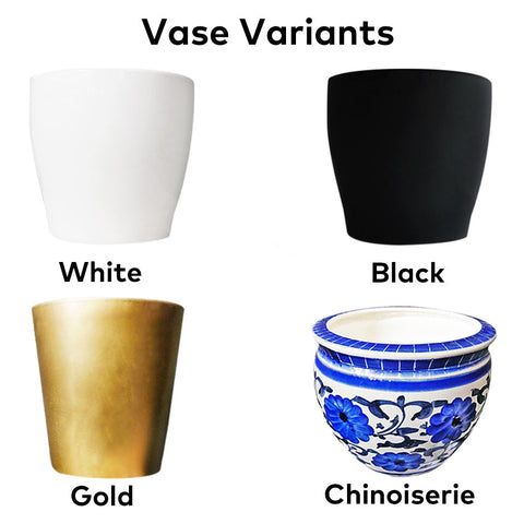 Classic White Orchid Majesty in Vase