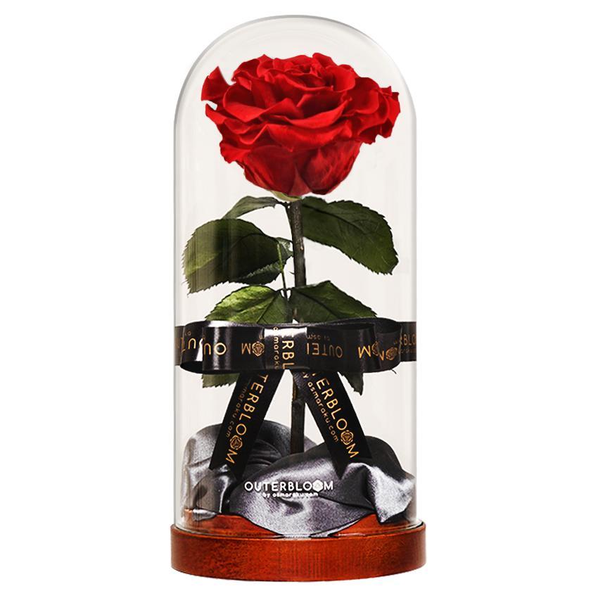 Enchanted Dome - Passionate Red