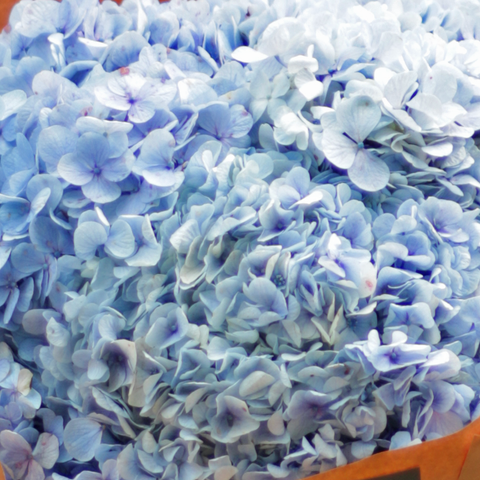 Blue Rhapsody Bouquet