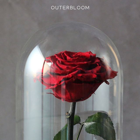 Enchanted Dome - Passionate Red