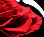 Enchanted Dome - Passionate Red