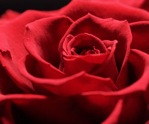 Enchanted Dome - Passionate Red