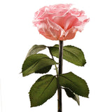 Enchanted Dome - Innocent Pink