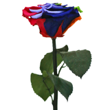 Enchanted Dome - Magic Rainbow