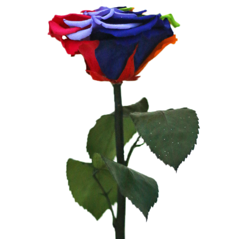 Enchanted Dome - Magic Rainbow