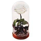 Enchanted Dome - Angelic White