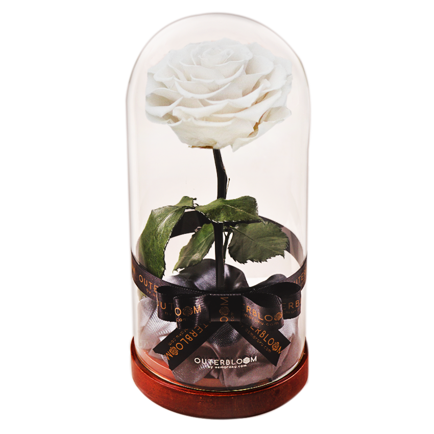 Enchanted Dome - Angelic White
