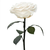 Enchanted Dome - Angelic White