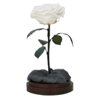 Enchanted Dome - Angelic White