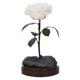 Enchanted Dome - Angelic White